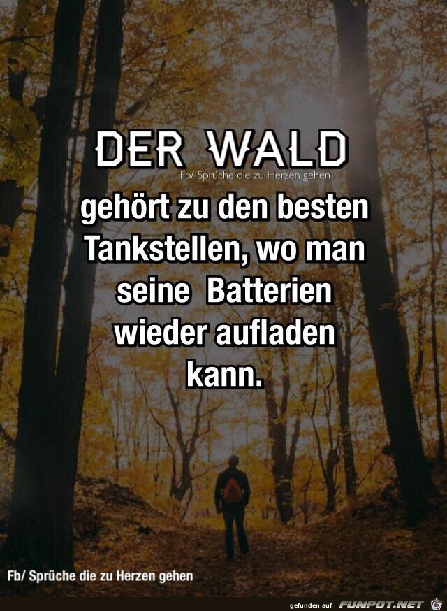 Der Wald