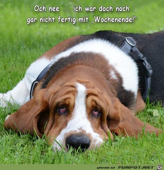 Noch gar nicht fertig Noch gar nicht fertig