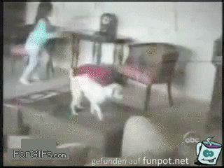 Trampolineffekt Trampolineffekt