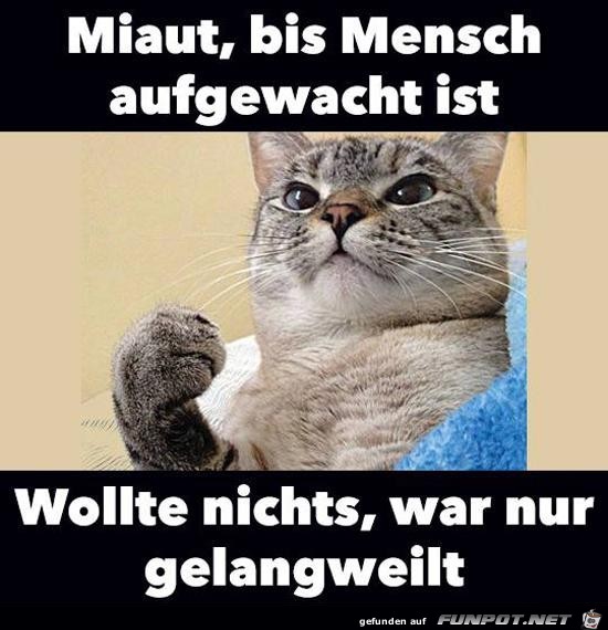 Typisch Katze! Typisch Katze!