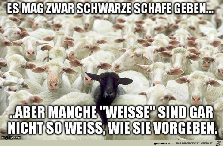 Schafe Schafe