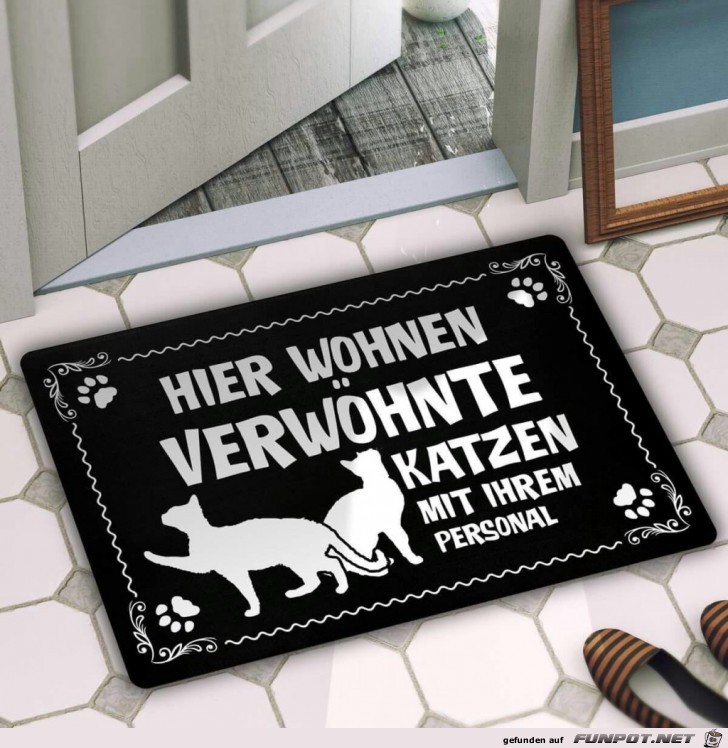 Verwhnte Katzen