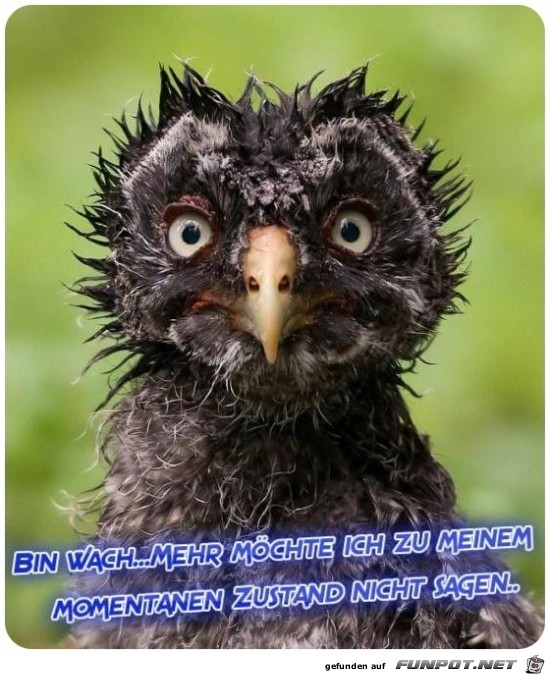 Bin wach... Bin wach...