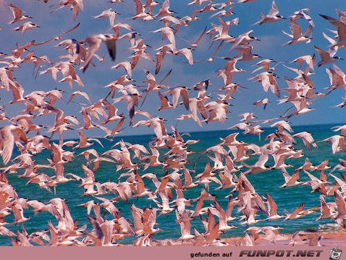 Flamingos Flamingos