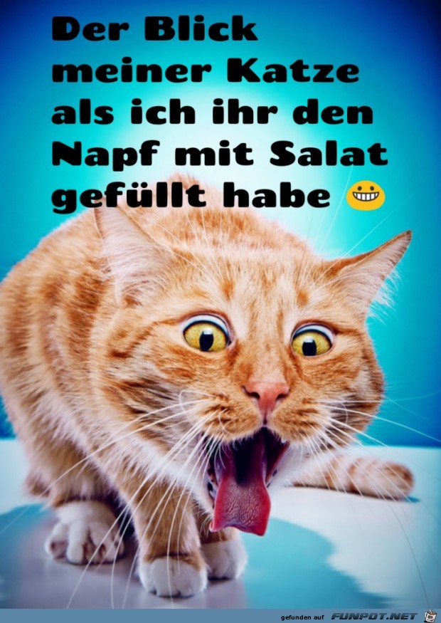 der Blick meiner Katze