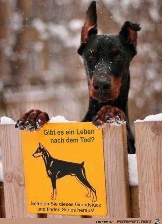 Achtung Hund