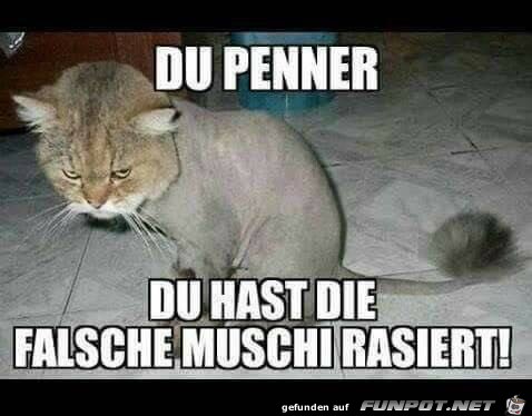 rasiert