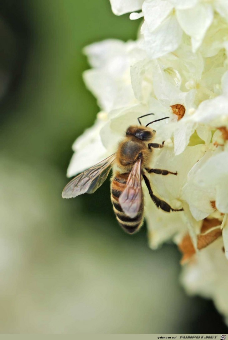 Biene aud Obstblte