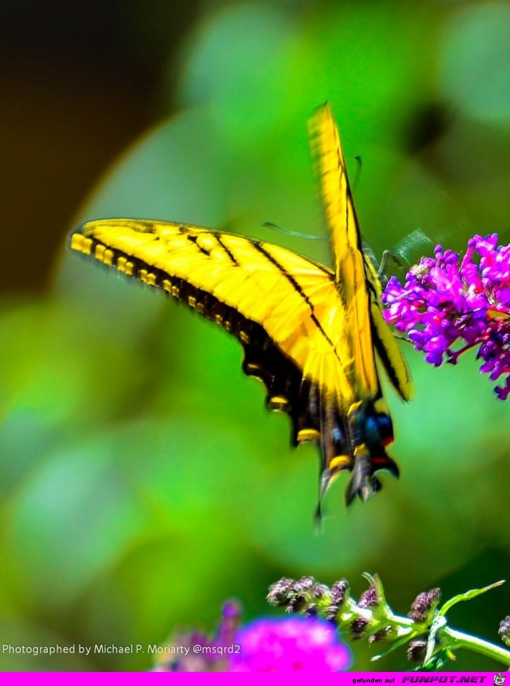 Gelber Schmetterling Donaudelta