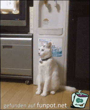 Katzenshow Katzenshow