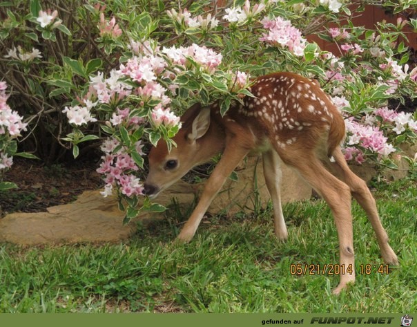 Bambi im Park