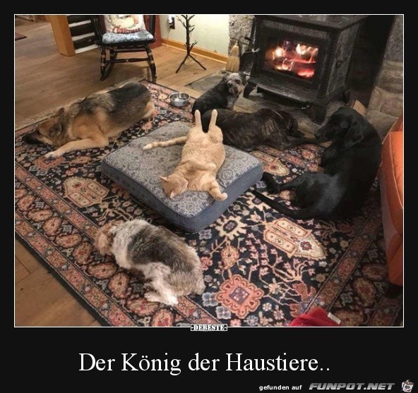 Knig der Haustiere