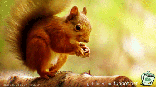Samen essen Samen essen