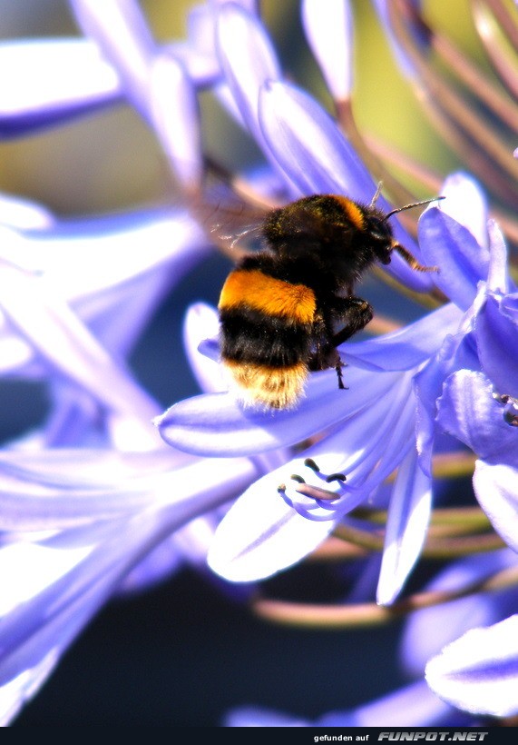 Hummel im Sommer