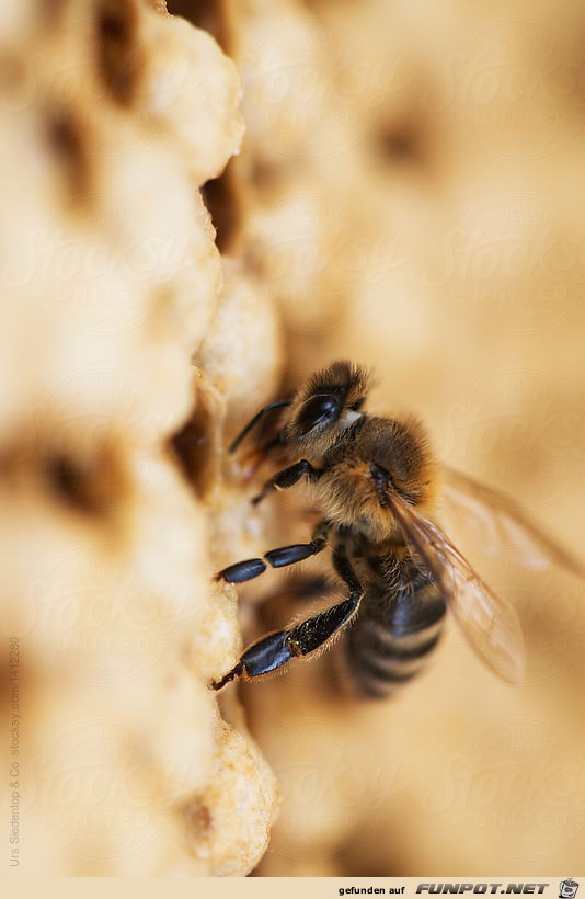 Biene und Brut