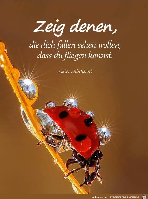 Zeig denen, die dich fallen sehen wollen Zeig denen, die dich fallen sehen wollen
