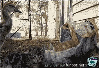 tierische Freundschaft tierische Freundschaft