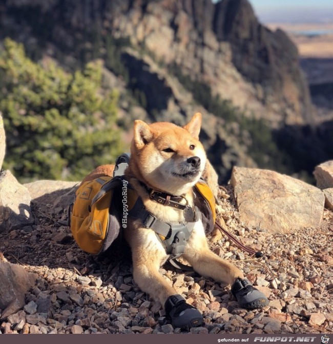 Wanderer Wanderer