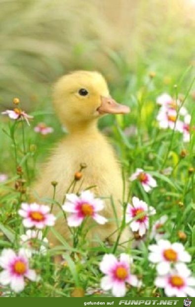 Ich und meine Blümchen Ich und meine Blümchen