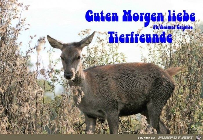 Guten Morgen Guten Morgen