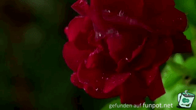 Rose im Tau