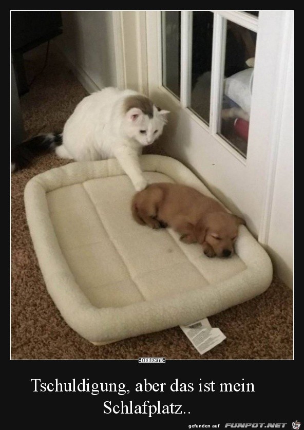 Hund und Katze Hund und Katze