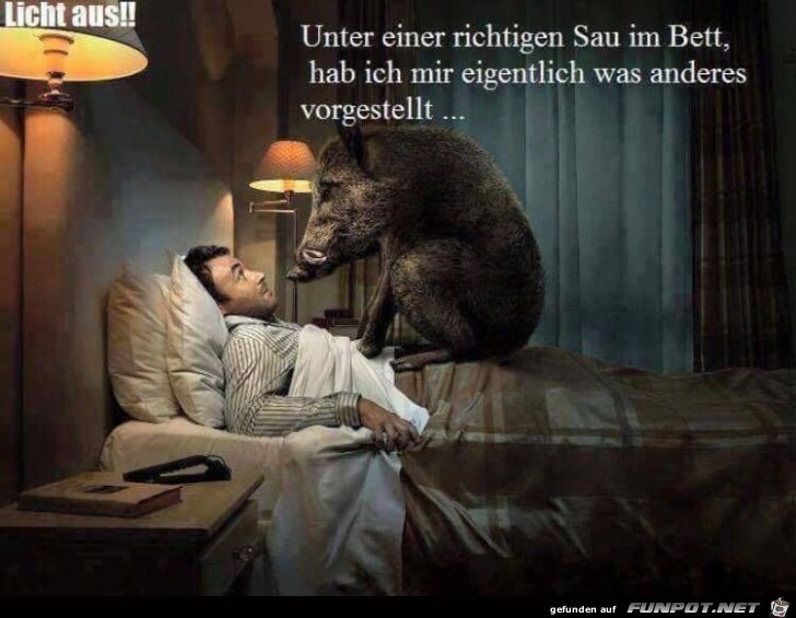 Sau im Bett