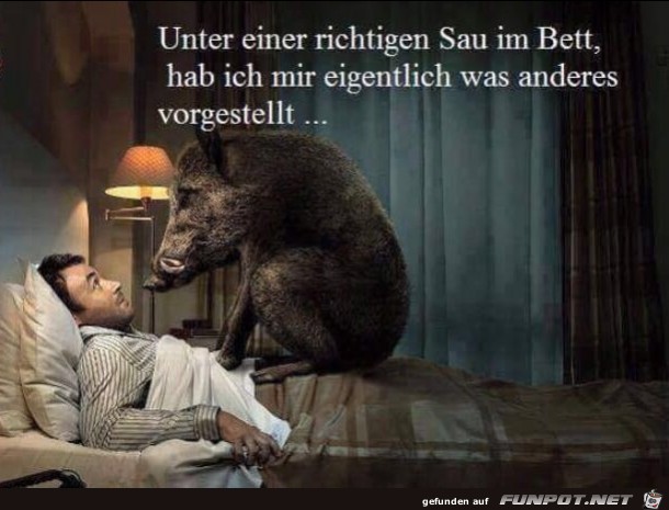 Sau im Bett