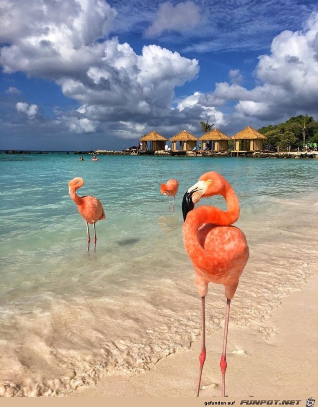 Flamingos Hawaii