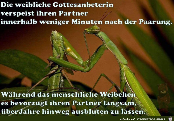 Die weibliche Gottesanbeterin...