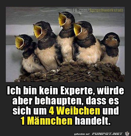 Ich bin kein Experte...