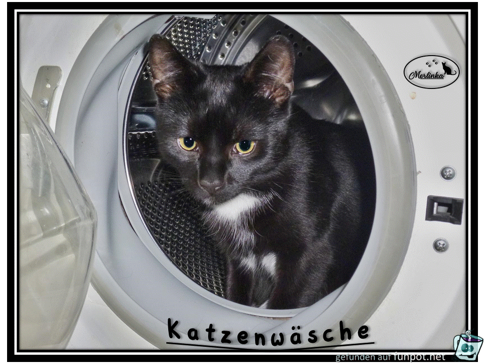 katzenwaesche