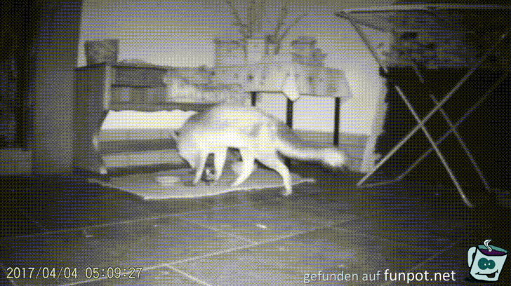 Fuchs was machst Du Fuchs was machst Du