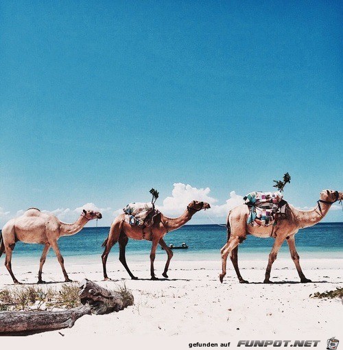 Kamel reiten