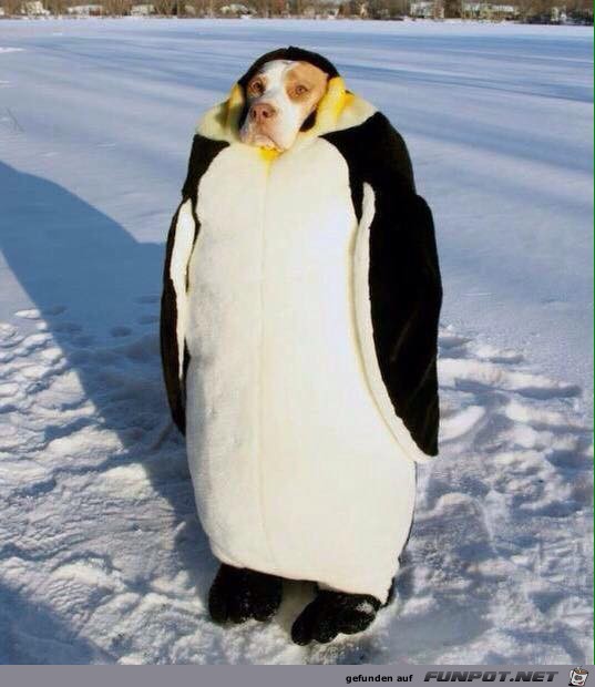 Verkleideter Pinguin