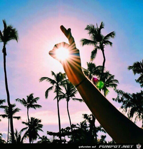 Sonne in den Palmen