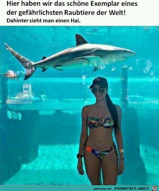 gefaehrliches Raubtier gefaehrliches Raubtier