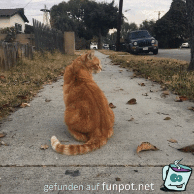 Pinselchen am Gehweg Pinselchen am Gehweg