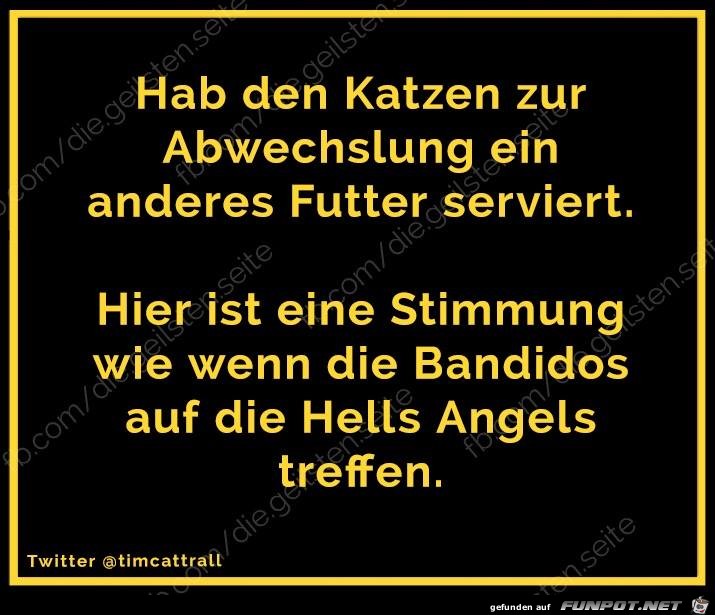 Katzenfutter Katzenfutter