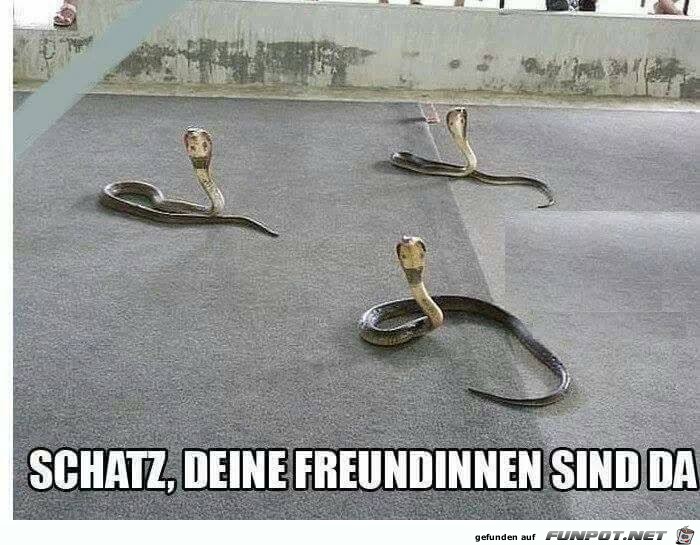Die Freundinnen sind da Die Freundinnen sind da