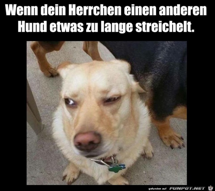 Herrchen Herrchen