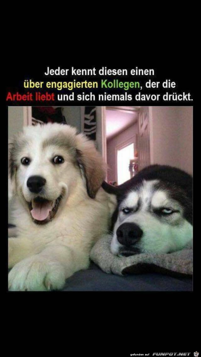 Kollege Kollege