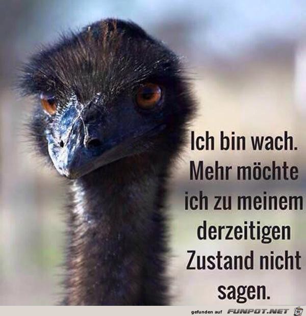Ich bin wach Ich bin wach