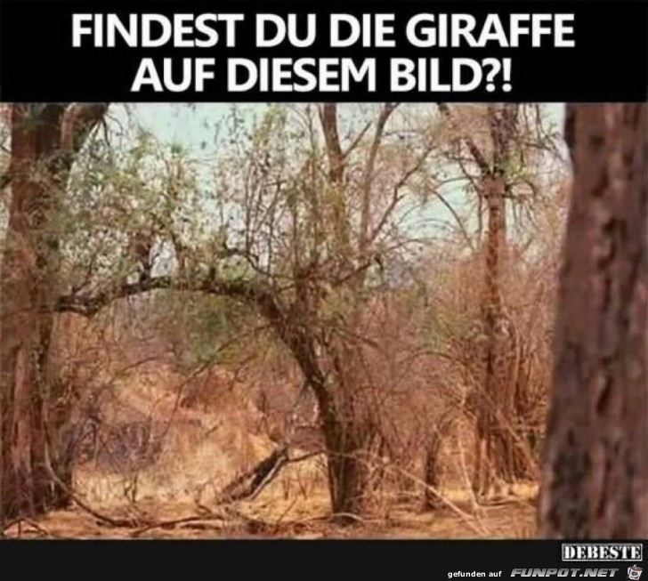 Findest du die Giraffe?