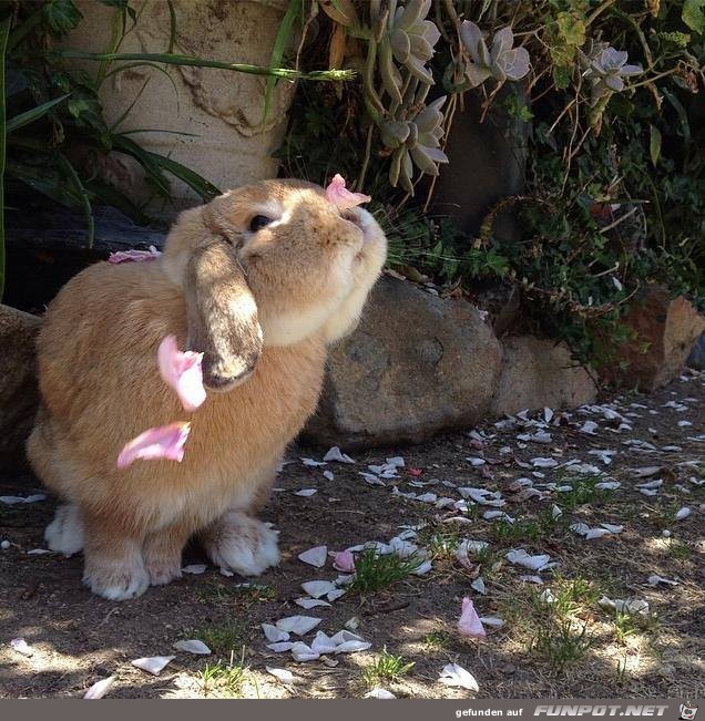 Hase Hase