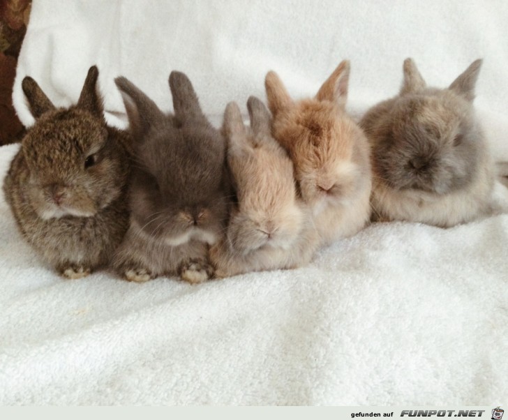 Hasenfamilie im Schnee