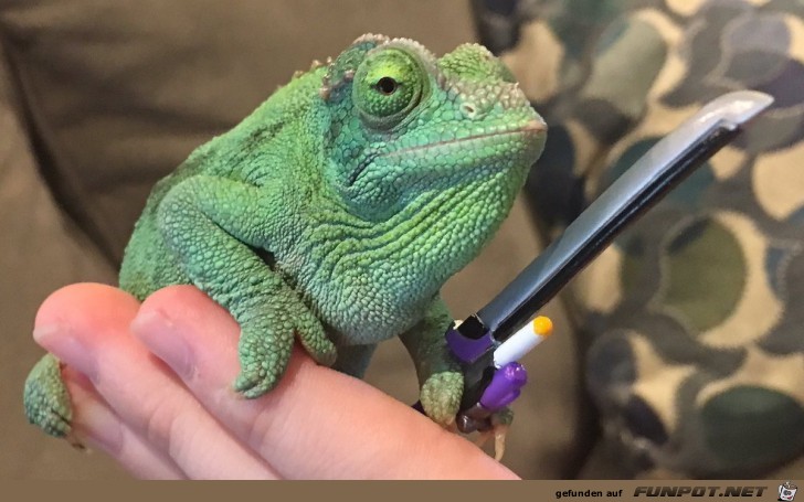 Kämpferischer Geko Kämpferischer Geko