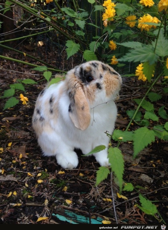 Hase ausgebüchst Hase ausgebüchst