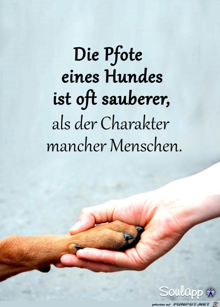 Die Pfote eines Hundes