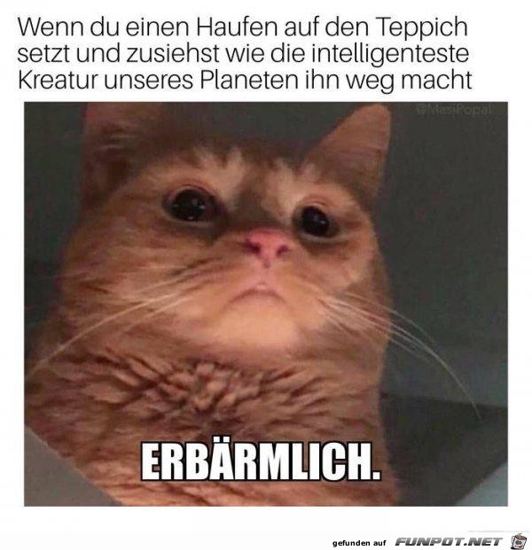 Katzenblick